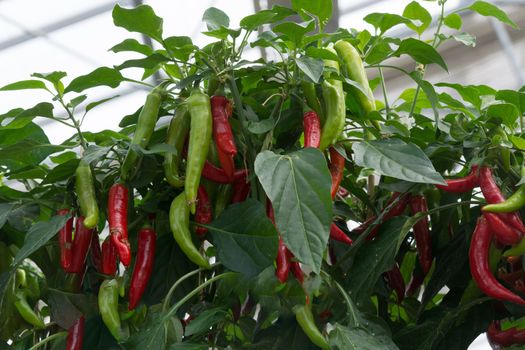 Ripe chili peppers and peppers hang on a shrub