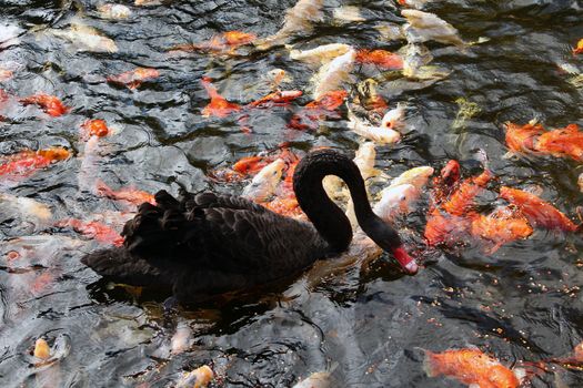 Colorful Japanese koi fishes and black swan eating