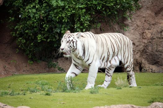 White tiger walking in natural background