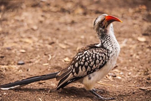 Red-billed Hornbill (Tockus erythrorhynchus) photographed in Kruger National Park, South Africa.