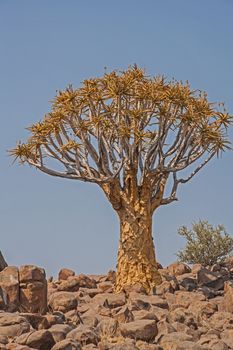 Aloidendron dichotomum, formerly Aloe dichotoma, the quiver tree or kokerboom, is a tall, branching species of succulent plant, indigenous to Southern Africa, specifically in the Northern Cape region of South Africa, and parts of Southern Namibia.