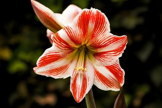Macro immage of a Red and White Amaryllis Flower