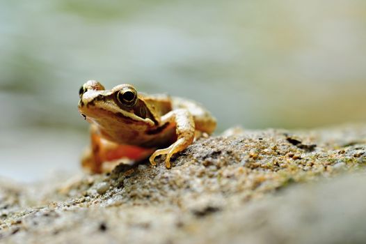 Beautiful little brown frog lying by the river