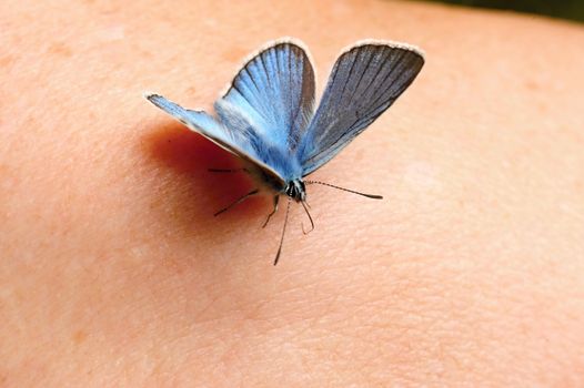 Beautiful little blue butterfly sitting on a lady's hand