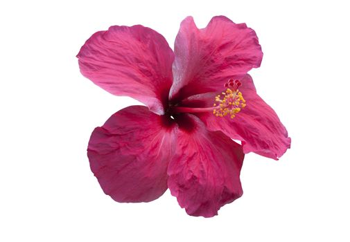 Pink hibiscus flower isolated on white. objects with clipping paths.