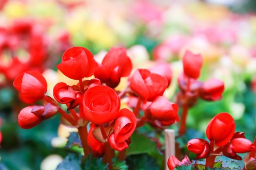 Pattern of beautiful natural  begonia flowers texture full blooming in flower garden for background and wallpaper, soft focus