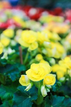 Pattern of beautiful natural  begonia flowers texture full blooming in flower garden for background and wallpaper, soft focus