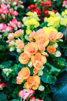 Pattern of beautiful natural  begonia flowers texture full blooming in flower garden for background and wallpaper, soft focus