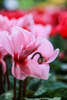 Beautiful pink and red cyclamen flowers with peculiar pattern on leaves, planted in a flower pot in a garden.