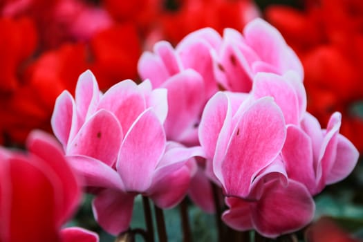 Beautiful pink and red cyclamen flowers with peculiar pattern on leaves, planted in a flower pot in a garden.