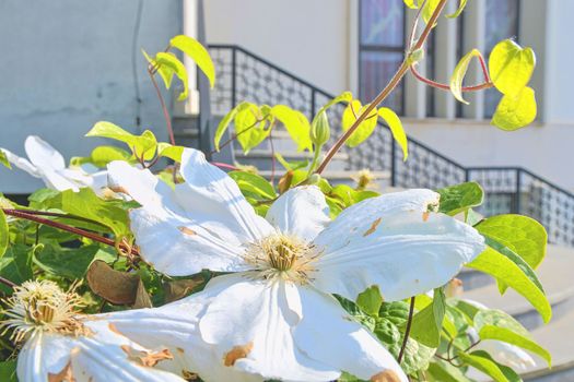 White flowers and forged banisters. Steps to modern church.