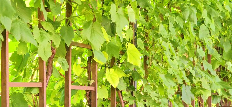 Wine background in Europe. Czech Republic, South Moravia 