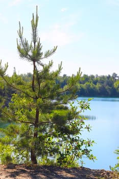 Growing fir tree on lake background. Beautiful sunny landscape view from above