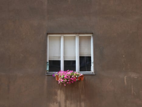 Urban Flower Box under Tree Cell Window on Concrete Wall