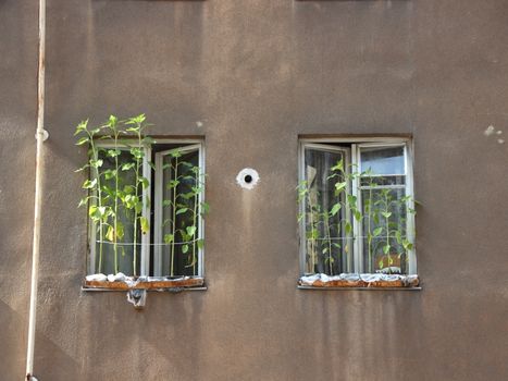 Urban Sunflower Field  Growing in Alterrnate Flower Box under Two Windows