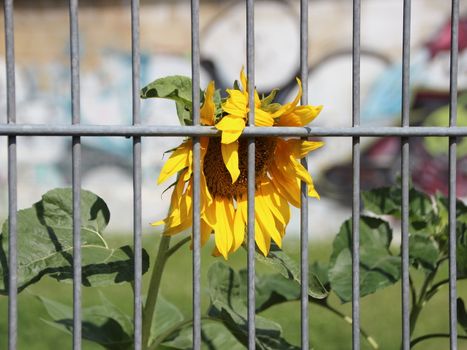 Yellow Urban Sunflower Behind Metal Bars and Graffiti Background