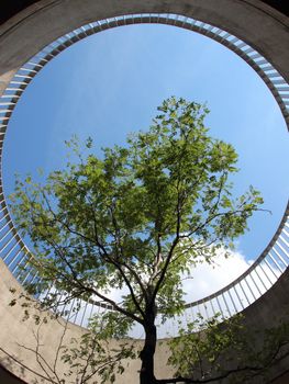 Urban Tree Growing in Designed Concrete Circle Hole