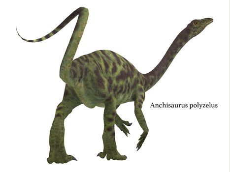 Anchisaurus was a omnivorous prosauropod dinosaur that lived in the Jurassic Periods of North America, Europe and Africa.