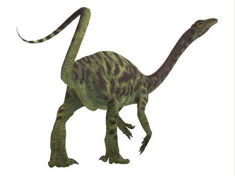 Anchisaurus was a omnivorous prosauropod dinosaur that lived in the Jurassic Periods of North America, Europe and Africa.