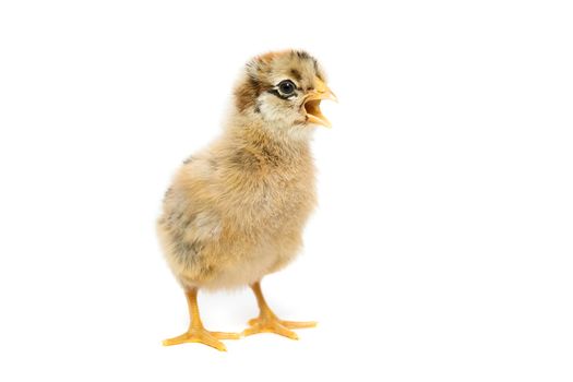 Chicken on white background, village, isolation, summer