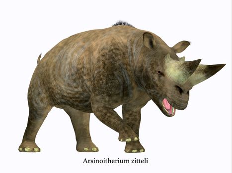 Arsinoitherium was a herbivorous rhinoceros-like mammal that lived in Africa in the Early Oligocene Period.