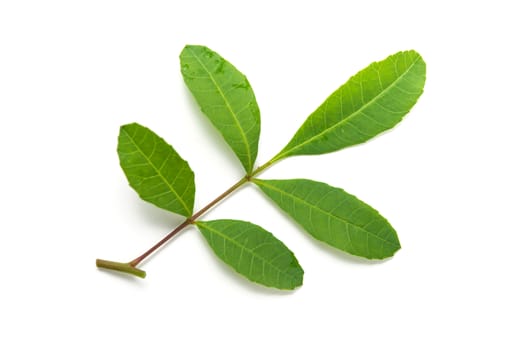 brazilian pepper leaf isolated on white