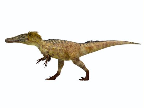 Austroraptor was a carnivorous theropod dinosaur that lived in Argentina in the Cretaceous Period.