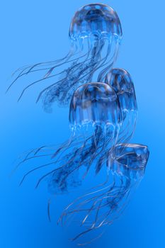 Several Blue Spotted jellyfish swim together in a group bloom in clear ocean waters.