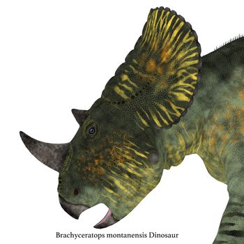 Brachyceratops is a herbivorous Ceratopsian dinosaur that lived in Alberta, Canada and Montana, USA in the Cretaceous Period.