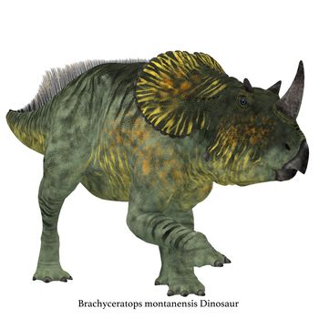 Brachyceratops is a herbivorous Ceratopsian dinosaur that lived in Alberta, Canada and Montana, USA in the Cretaceous Period.