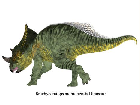 Brachyceratops is a herbivorous Ceratopsian dinosaur that lived in Alberta, Canada and Montana, USA in the Cretaceous Period.