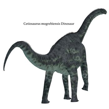 Cetiosaurus was a herbivorous sauropod dinosaur that lived in Morocco, Africa in the Jurassic Period.