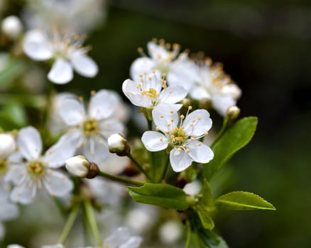 just bloomed cherry flowers on blurred natural green background