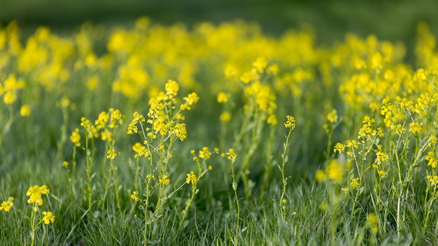 Yellow Flowers in Green Grass close up.
