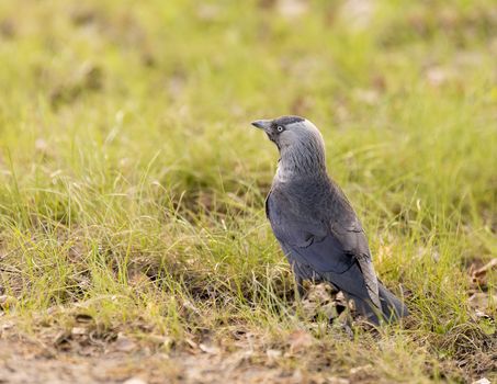 Western Jackdaw in grass close up.