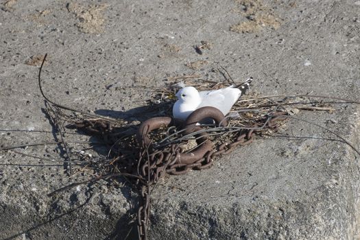 Seagull Nesting By Chains close up.
