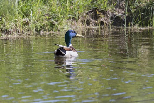 Male Mallard Swimming in Water.