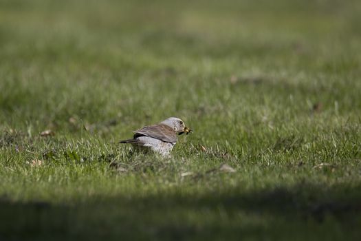Fieldfare Bird with Caterpillar in green grass.