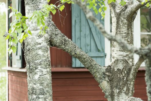 Two Birch Trees Grown Together with building in the background.