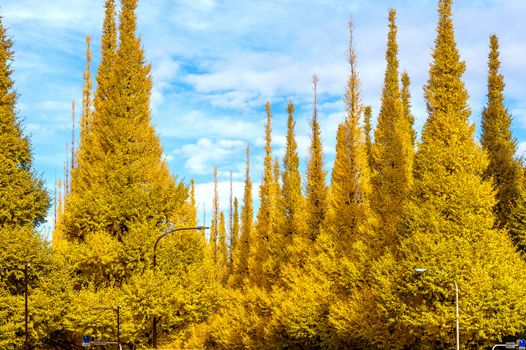 Row of yellow ginkgo tree in autumn. Autumn park in Tokyo, Japan.