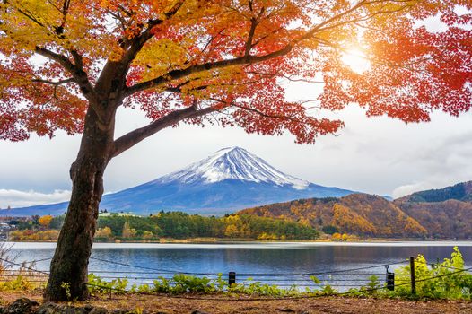 Autumn Season and Fuji mountains at Kawaguchiko lake, Japan.