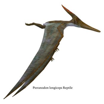 Pteranodon was a flying carnivorous reptile that lived in North America in the Cretaceous Period.