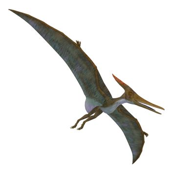 Pteranodon was a flying carnivorous reptile that lived in North America in the Cretaceous Period.