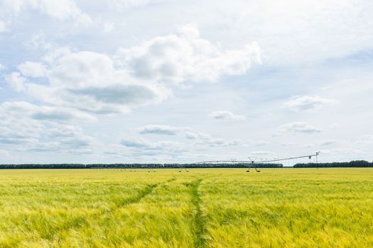 Field of wheat, watering system, Russia, village, Tambov region, summer