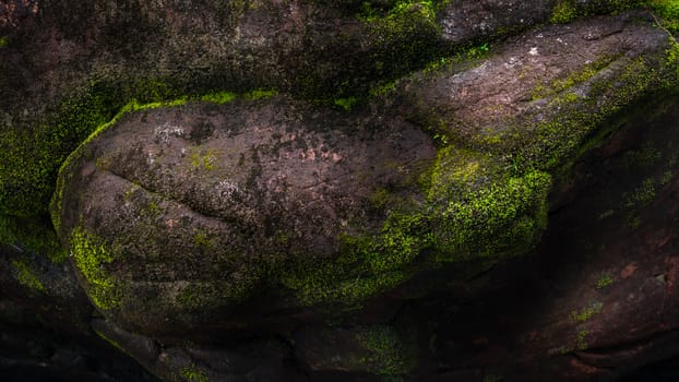 close up of green moss on old stone in forest