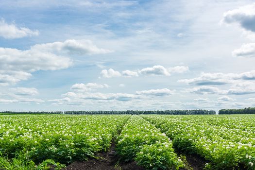 Potato field of Russia, Village, Tambov region, blue sky