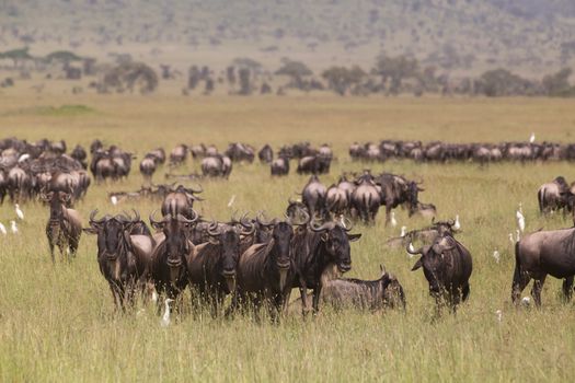 Connochaetes. Big herd of Wildebeests grazing in Serengeti National Park in Tanzania, East Africa.