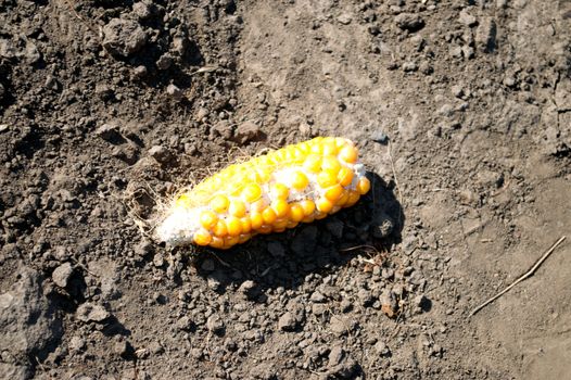 ripe ear of corn lying on the ground