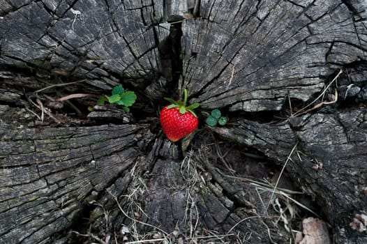 Strawberries lie on a wooden stump, minimalism, in nature. Old dark wood
