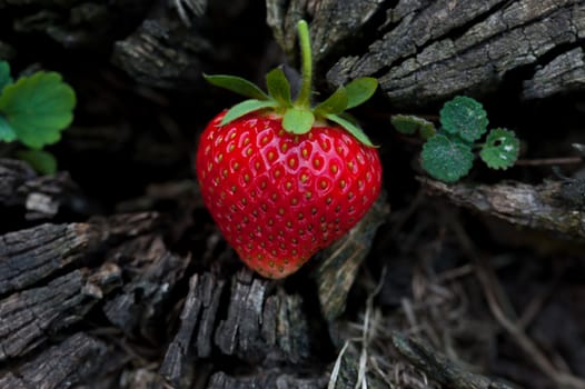 Strawberries lie on a wooden stump, minimalism, in nature. Old dark wood